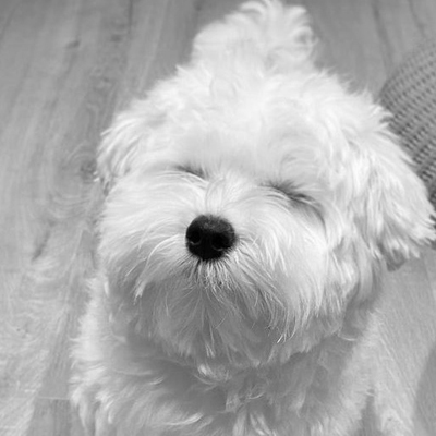 ollie